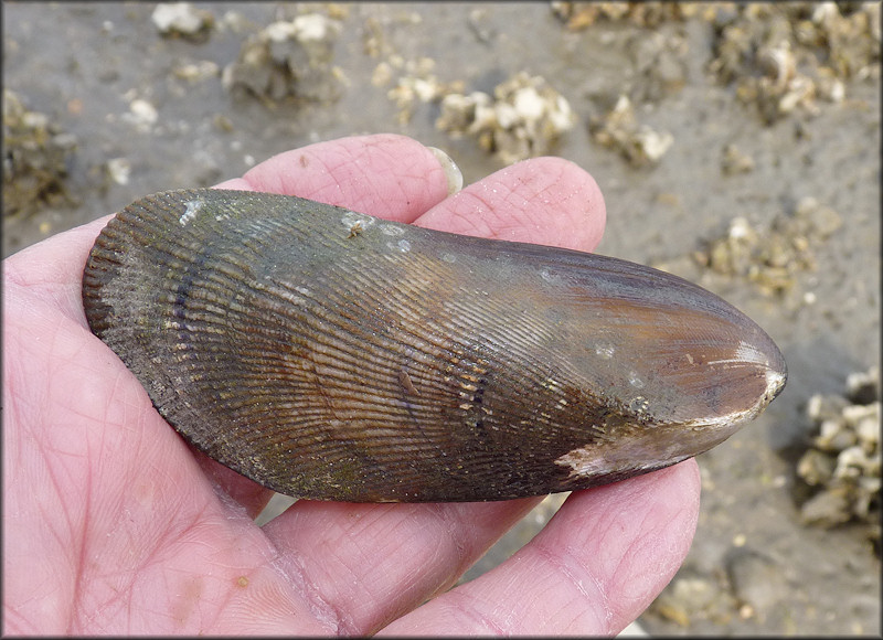 Geukensia demissa (Ribbed mussel) (Ischadium demissa)